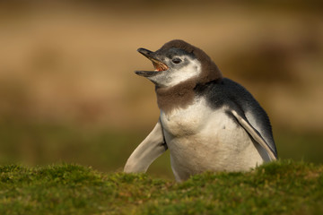 Young molting Magellanic penguin calling near a burrow in the Falkland islands © giedriius