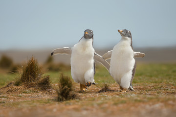 Deux jeunes manchots papous se pourchassant, îles Falkland