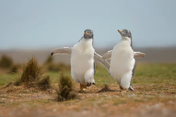Muurstickers Twee jonge ezelspinguïns die elkaar achtervolgen, Falkland-eilanden © giedriius