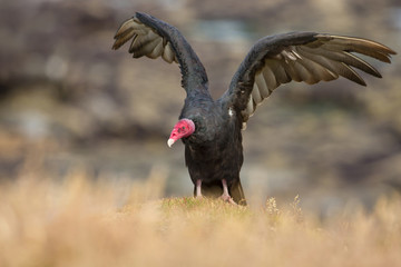 Turkey vulture with open wings warming on a stone, Falkland islands