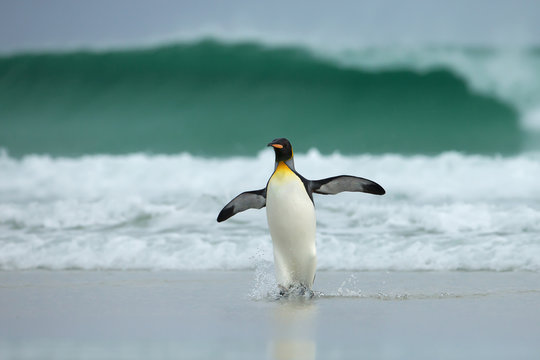 King penguin returning from the sea to the sandy coast during windy conditions and huge waves