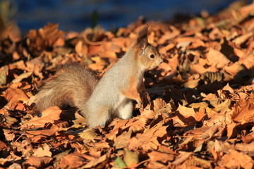 fluffy squirrel in the park