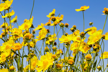 Yellow daisy meadow against a blue sky in Namakwaland