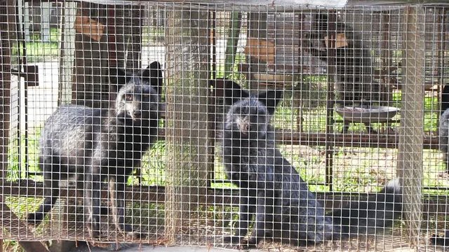 Fur farm. Black fox in a cage looking outside. 
