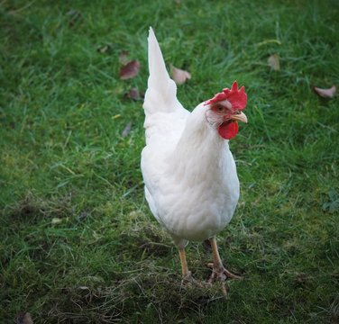 Neugieriges Huhn