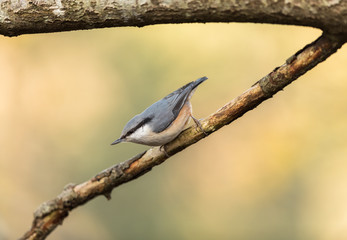Eurasian Nuthatch Sitta europaea sitting on dead branch, vertical image