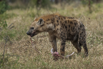 Hyena South Africa