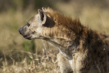 Obraz premium Hyena South Africa