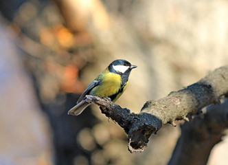 Obraz premium the titmouse poses for the photo
