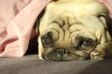 Obraz premium Cute pug is sleeping in the bed