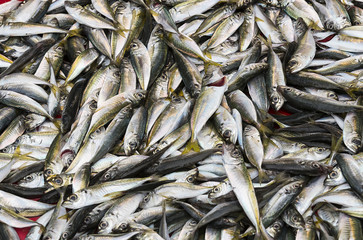 Background of fresh small sea fish shot close-up