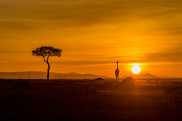 Giraffe in Masai Mara - obrazy, fototapety, plakaty