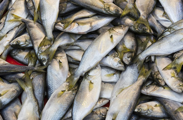 Background of fresh small sea fish shot close-up