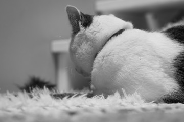 white cat lying on a hand-woven carpet on a white floor