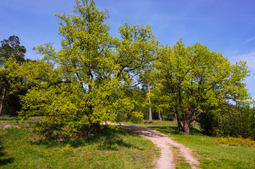 Fototapeta na wymiar A rural road passes between two young oaks to the forest on a spring sunny day.