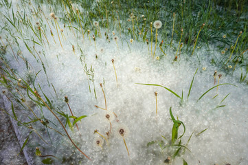 Pooh of poplar covered the ground, dandelions, plants and grass in summer like white snow.