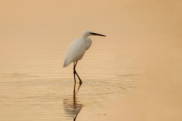 A white bird on top of the water