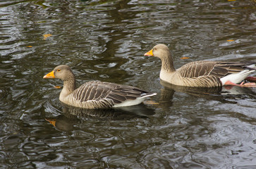 Naklejka na ściany i meble A pair of ducks swimming in the pond and wildlife sanctuary in Ward park in Bangor County down in Northern Ireland