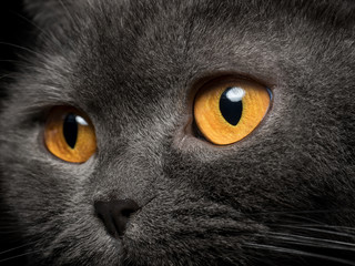 Gray cat yellow eyes close up - Powered by Adobe