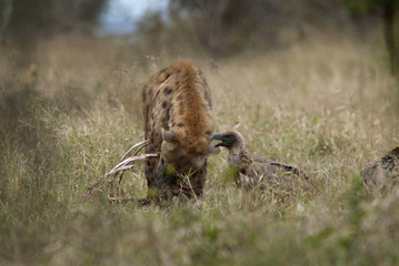 Hyena South Africa