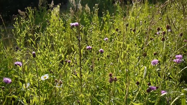 Creeping thistle or pink sow-thistle. Bloosoming Cirsium arvense video footage panorama motion camera.