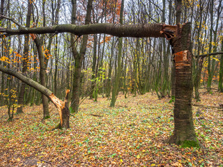 Sturm hat im Wald Bäume geknickt