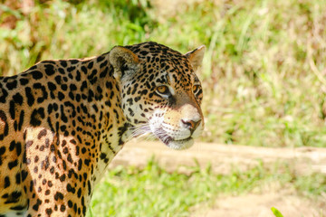 Jaguar (onça pintada)