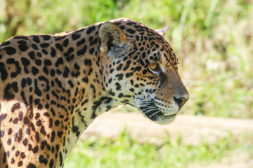 Jaguar (onça pintada)