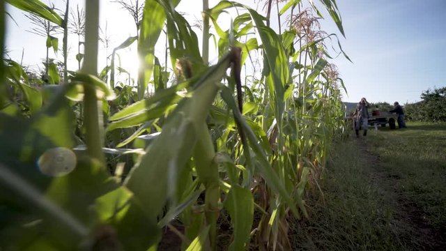 Steadicam moving backwards with row of corn and tractor loaded with piles of freshly picked corn and immigrant pickers coming towards camera.