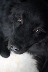 A young Newfoundland gives you pleading look