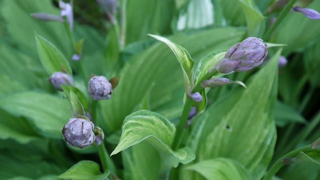 Fresh green leaves of hosta plant with buds in the garden waving in the wind. Video footage shooting of static camera.
