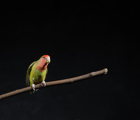 lovebird perched on branch