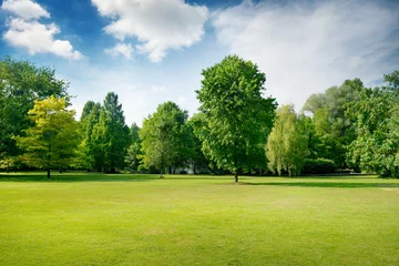 Meubelstickers Schilderachtige groene open plek in stadspark. Groen gras en bomen. © Serghei V