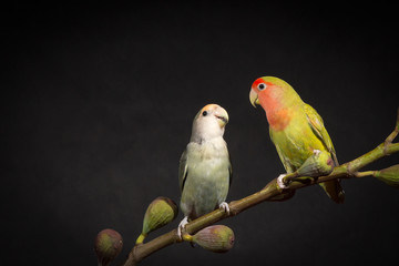two lovebirds