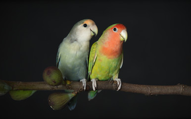 Two lovebirds on a fig branch