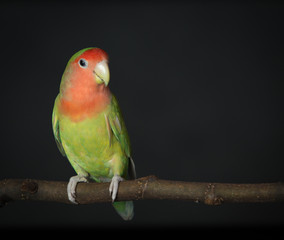 Lovebird on a branch