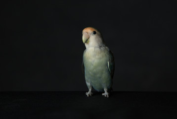 Cute Lovebird