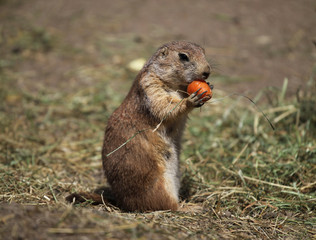 Marmots in the zoo