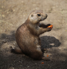 Naklejka na ściany i meble Marmots in the zoo