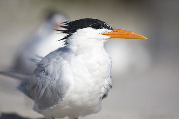Portrait of shorebird royal tern Thalasseus on beach