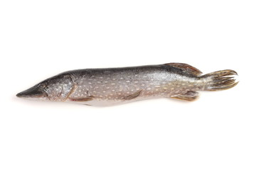 fish pike on a white background