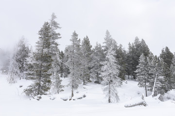 Winter Landscape - Snow and Ice on Pine Trees