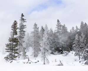 Winter Forest Landscape - Clouds Clearing after Snowstorm with Blue Sky