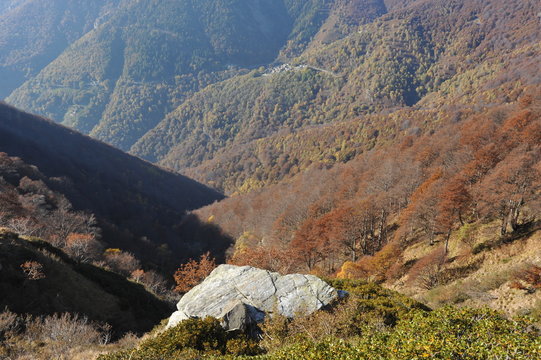 Herbstlich gefärbter Wald und Schiefergesteinsfelsen am Steilhang des Veddascatals östlich vom Lago Maggiore, Tessin, Italien