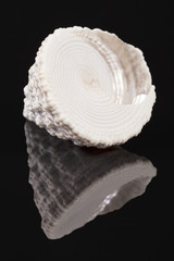 Top-shaped sea shell of sea snail Trochus isolated on black background