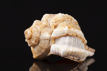 Sea shell of marine snail  isolated on black background