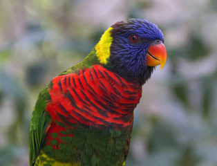 Rainbow Lorikeet Parrot