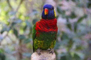 Rainbow Lorikeet Parrot