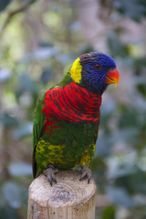 Rainbow Lorikeet Parrot