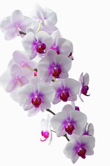 Naklejka na ściany i meble Beautiful rose spotted orchid.